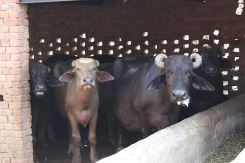 Il bufalo di Murrag.