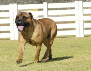 Caratteristiche e temperamento del Bullmastiff