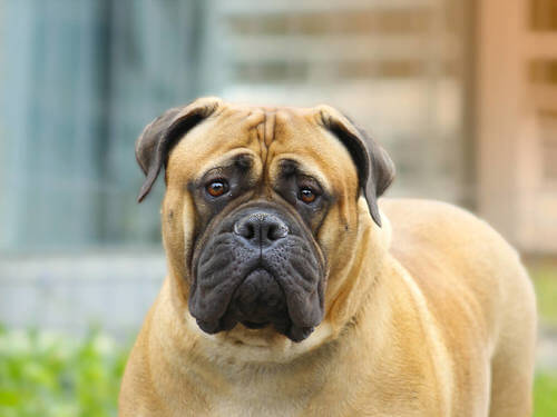 Primo piano di un bullmastiff.