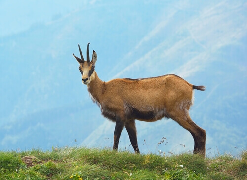 Camoscio che pascola.