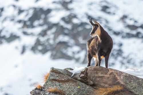 Il camoscio: un acrobata di alta montagna