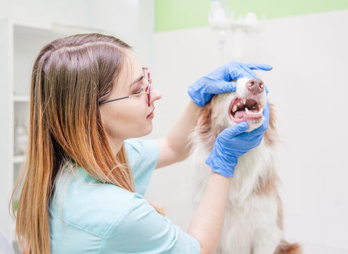 Veterinario che controlla la bocca del cane.