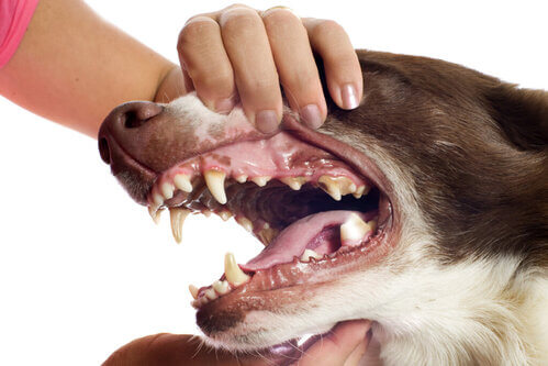 6 conseguenze - anche gravi - del tartaro nei cani