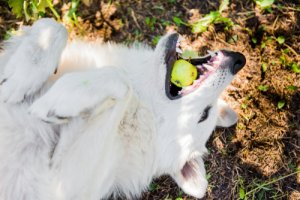 Rischio di asfissia nei cani: cane che gioca con una mela.