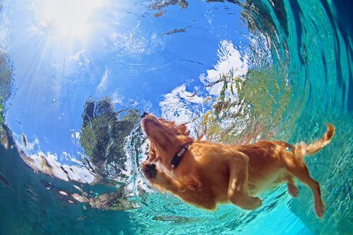 Cane che nuota visto dal basso.