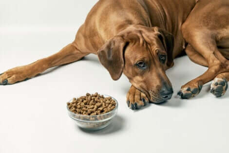 Sindrome dell'intestino irritabile nei cani: cane che si rifiuta di mangiare.