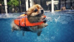 Nuotare con il cane: 5 consigli per garantire il divertimento
