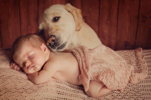 Cane e neonato insieme.