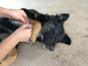 Ehrlichiosi del cane: controllo del pelo del cane.