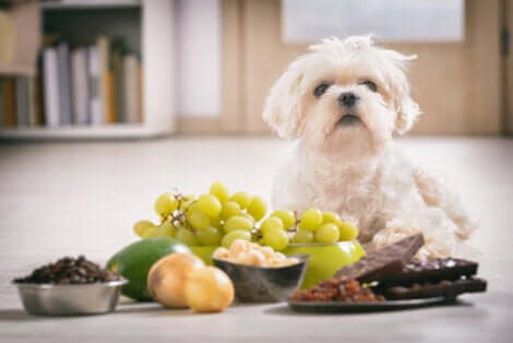 Importanza della vitamina E: cane con alimenti diversi.
