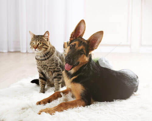 Cane e gatto sul tappeto.