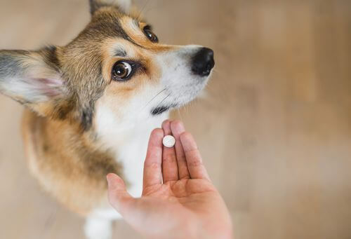 Cane che guarda con diffidenza una pillola medicinale.