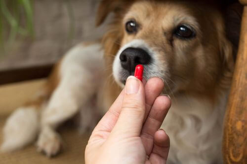 Clindamicina nei cani: per quali disturbi si usa?