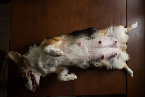 Come riconoscere i sintomi di una gravidanza isterica