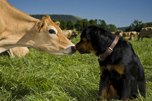 Cane vicino una mucca.