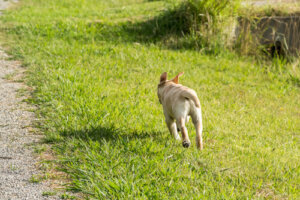 Come evitare che il cane scappi: ecco qualche consiglio