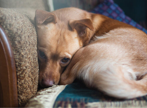Uno studio rivela che oltre il 72% dei cani soffre di ansia