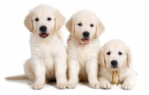 Cani LOF: che cosa significa e come riconoscerli?