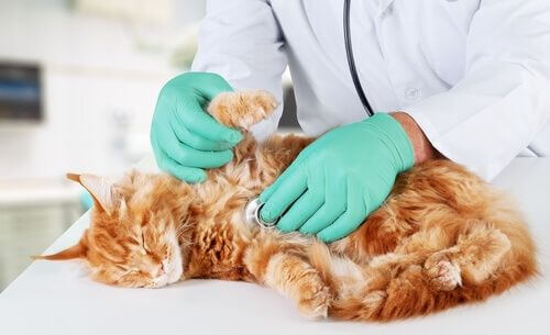 Cardiomiopatia ipertrofica nei gatti.