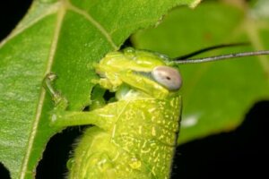 L'alimentazione delle cavallette: perché sono un flagello?