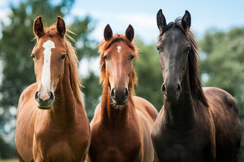 Cavalli con colore del mantello di varie gradazioni di marrone.