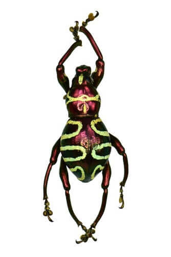 Colori del Pachyrhynchus.