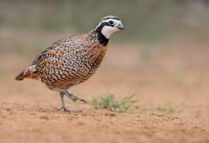 Colino della Virginia.