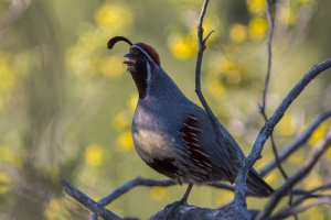 Tipi di quaglie: colino di Gambel.