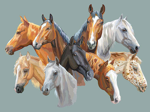 Il colore del mantello dei cavalli: da cosa dipende?