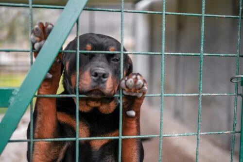 Come denunciare un maltrattamento degli animali.