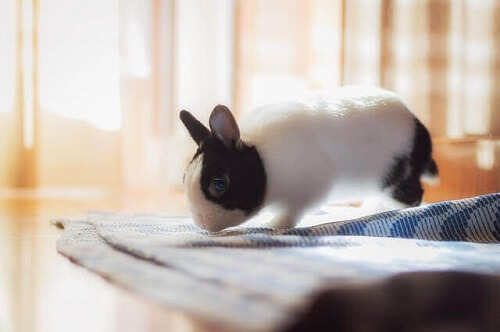 Il coniglio come animale domestico per appartamento.