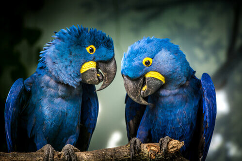 8 curiosità sull'ara giacinto, il pappagallo blu cobalto