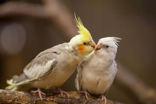 Coppia di calopsitta.