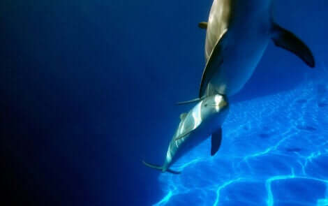 I delfini provano empatia? Coppia di delfini che nuota.