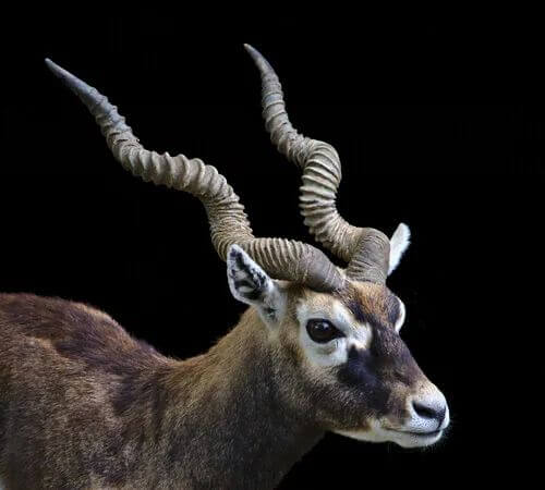 Corna dell'antilope cervicapra.