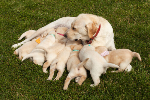 Cucciolata di labrador.