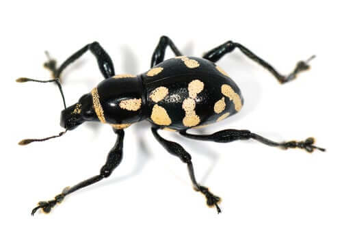 Curculionidae delle Filippine.