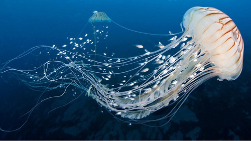 6 curiosità sulle meduse
