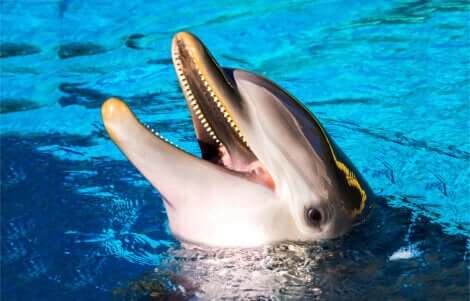 Delfino emerge in una piscina.
