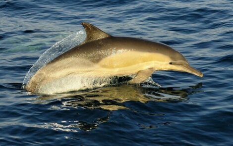 Delfino comune: caratteristiche e distribuzione
