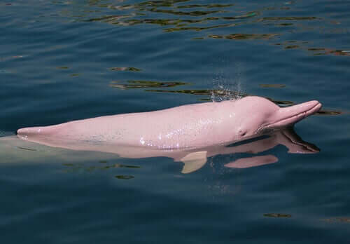 Il delfino dello Yangtze: il bellissimo delfino rosa cinese