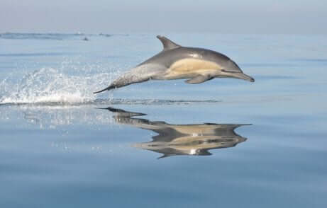 Delfino comune in acqua facendo acrobazie.