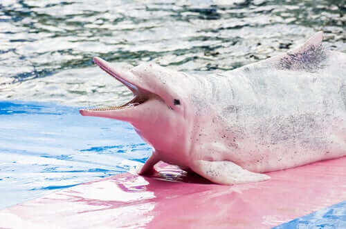 Un delfino dello Yangtze rosa.