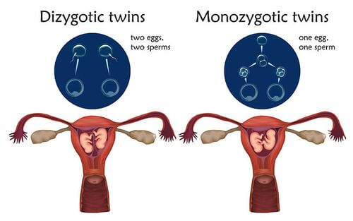 Differenza tra gemelli eterozigoti e omozigoti.