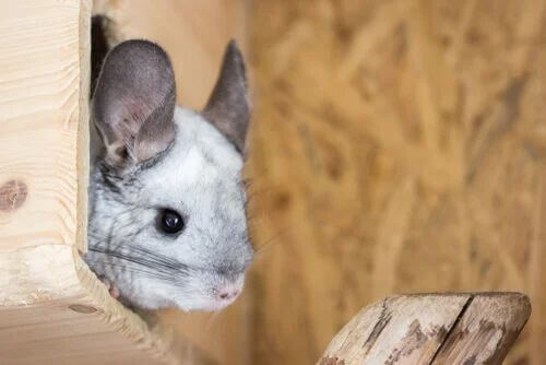 Problemi digestivi nei roditori. Disturbi motilità intestinale.