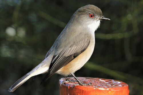 Il diuca: il piccolo uccello che ha ispirato Neruda