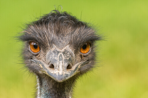Emù: uno degli uccelli più grandi del mondo