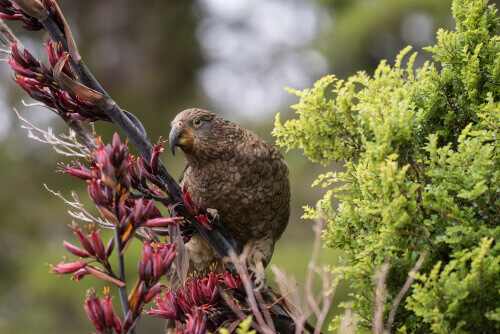 Il kea: l'unico pappagallo di montagna