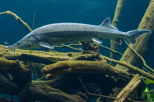 Pesce storione beluga: un pesce antichissimo a rischio estinzione