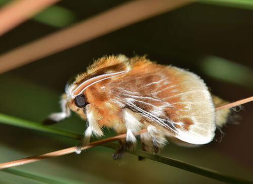 Pussy moth con ali di colore marrone rossastro.